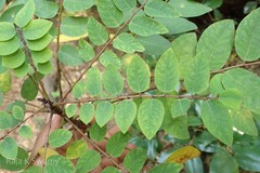Phyllanthus megacarpus